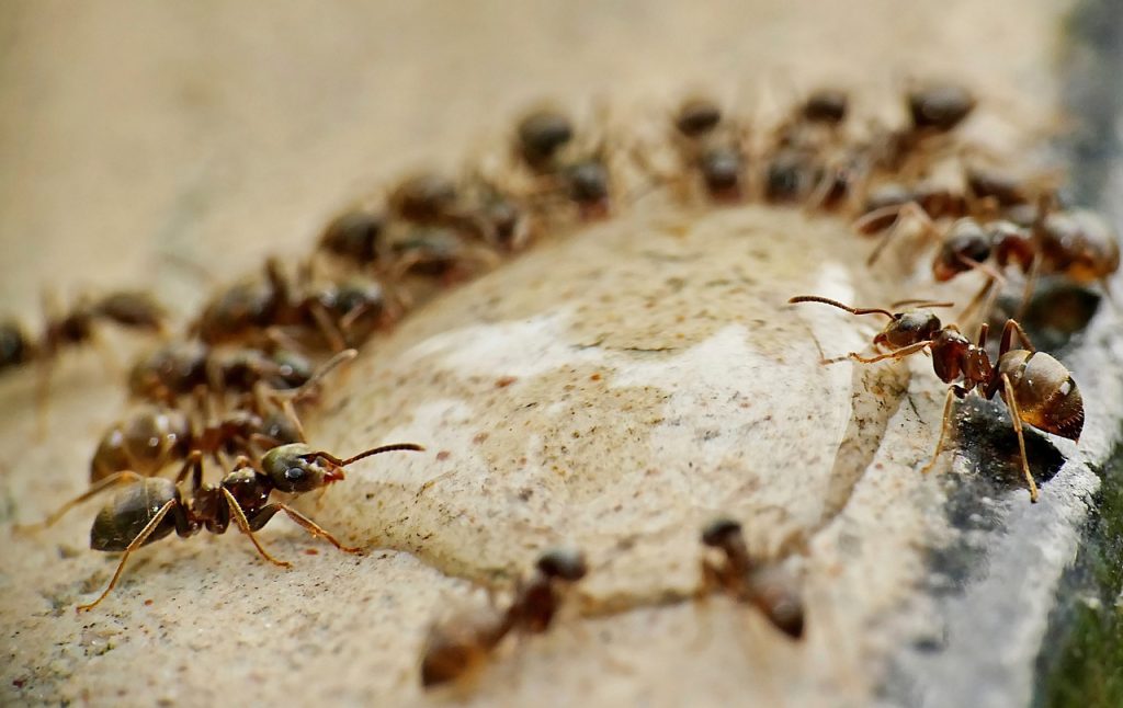 1000 milliards de fourmis