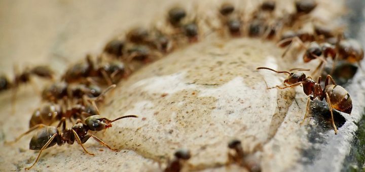 1000 milliards de fourmis